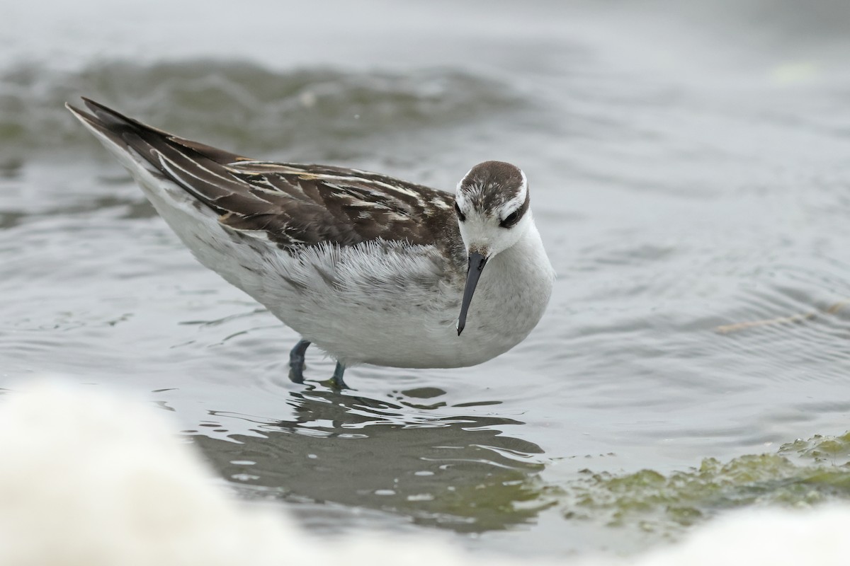 Phalarope à bec étroit - ML623976188