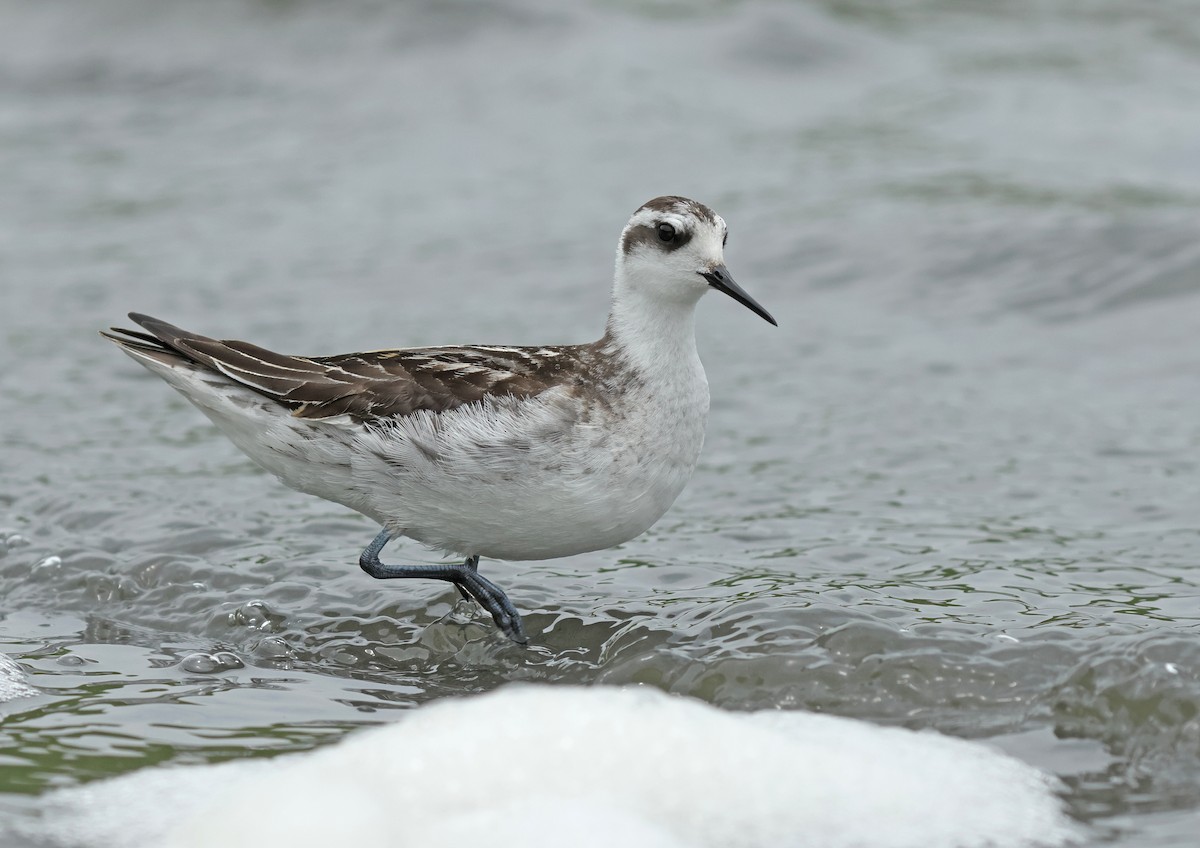 Phalarope à bec étroit - ML623976190