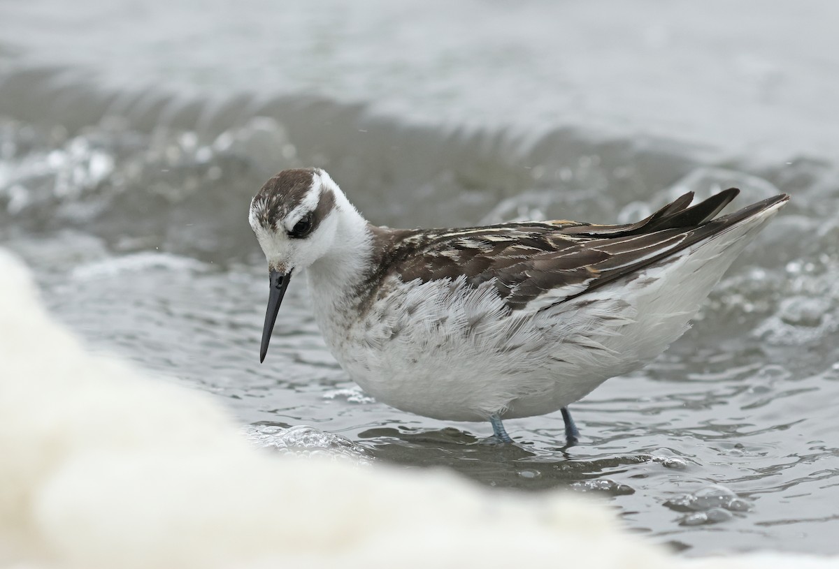 Red-necked Phalarope - ML623976191