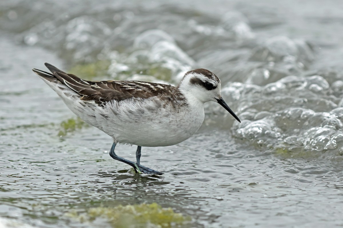 Phalarope à bec étroit - ML623976193