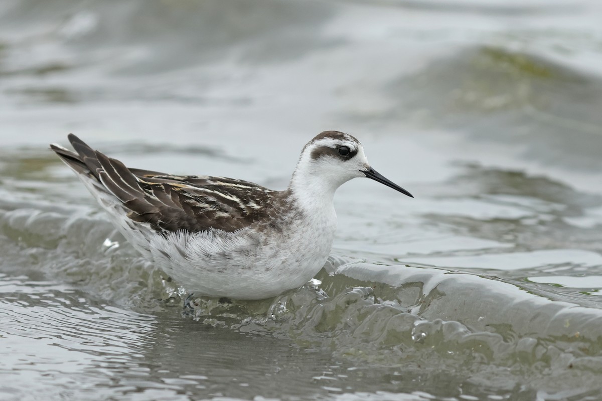 Red-necked Phalarope - ML623976194