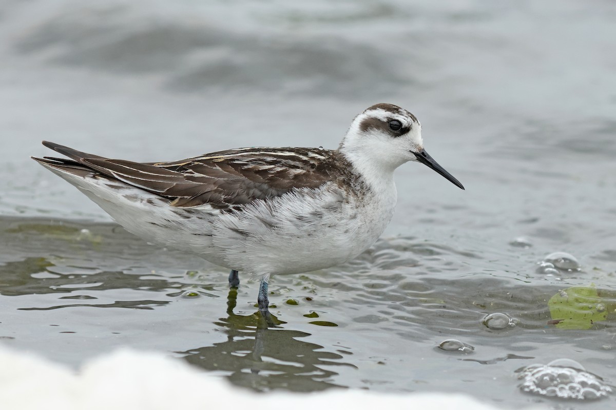 Red-necked Phalarope - ML623976195