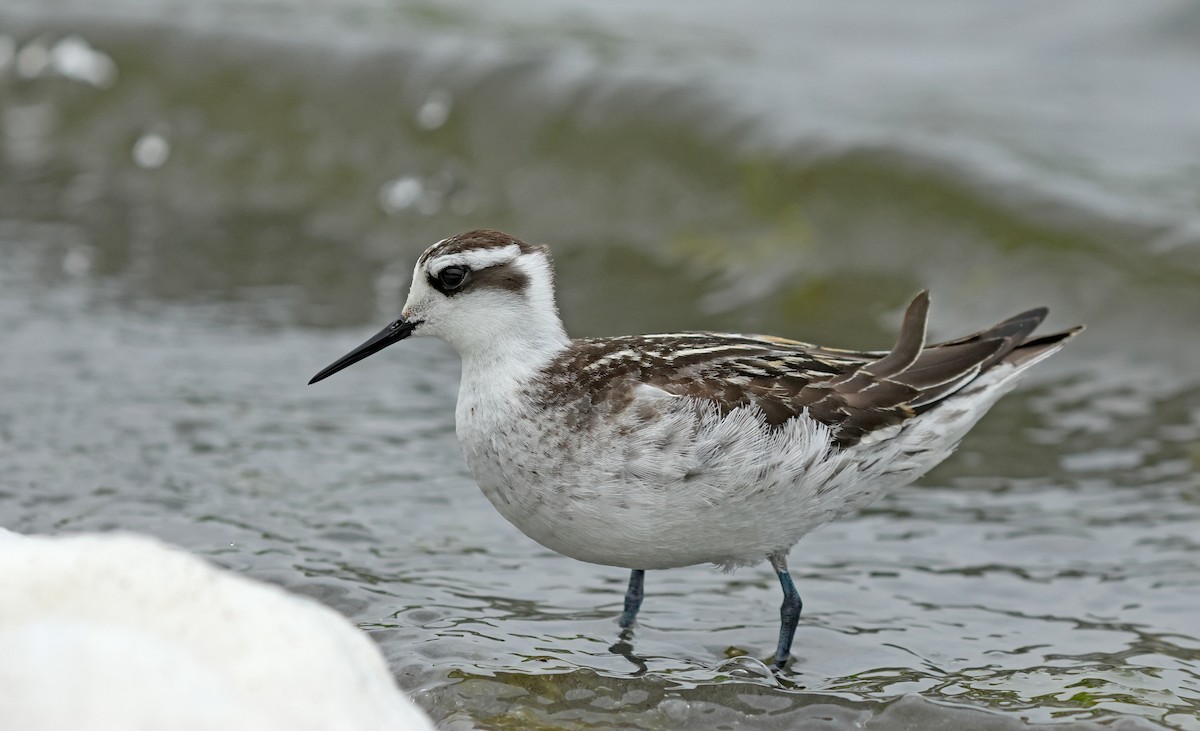 Red-necked Phalarope - ML623976197