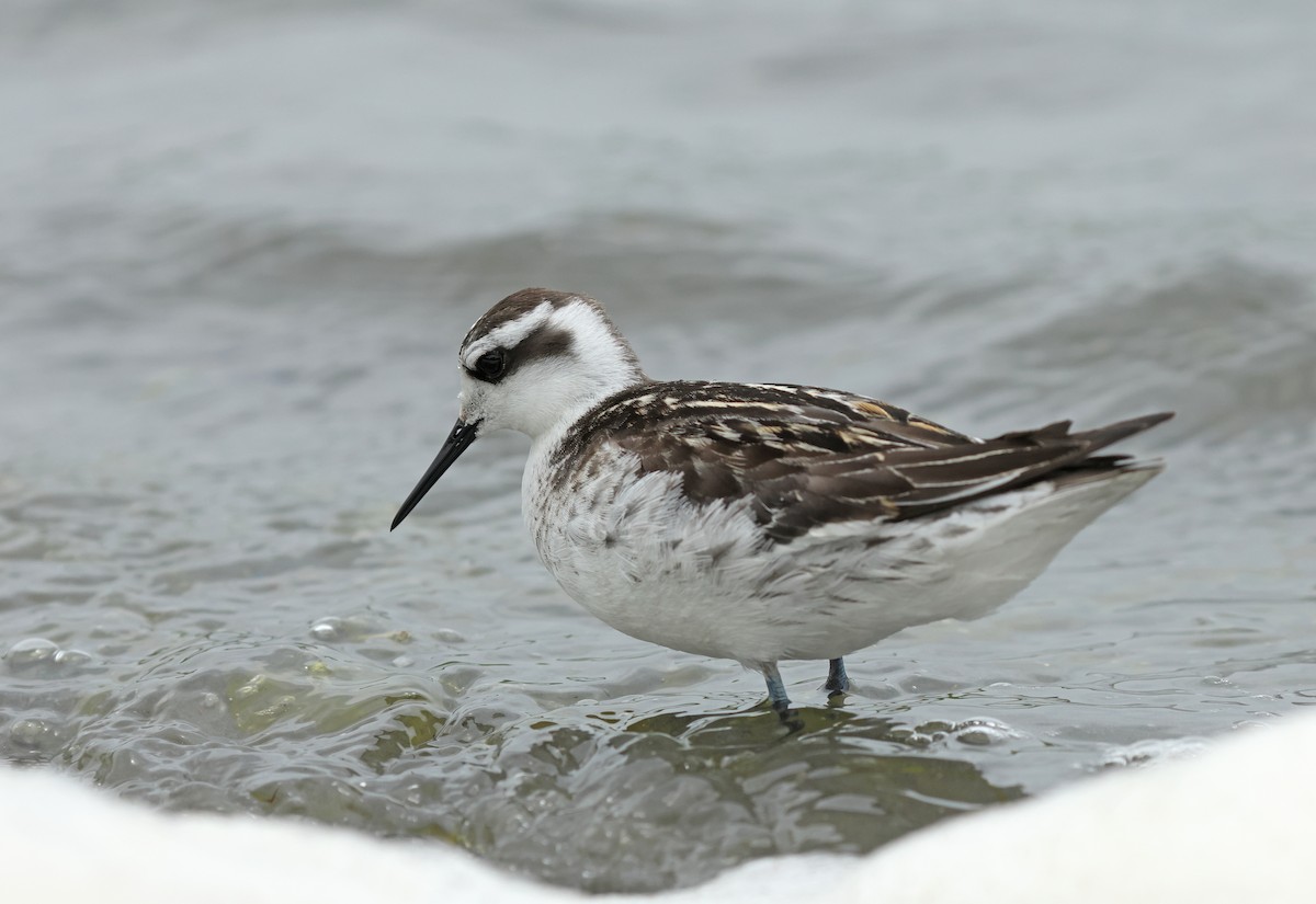 Red-necked Phalarope - ML623976198