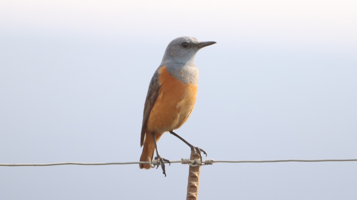 Sentinel Rock-Thrush - ML623976199