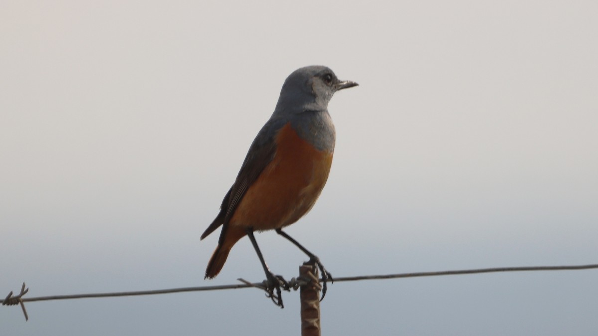 Sentinel Rock-Thrush - ML623976200