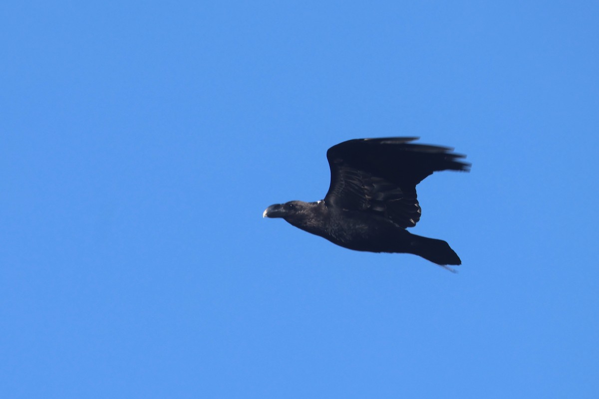 Corbeau à nuque blanche - ML623976203