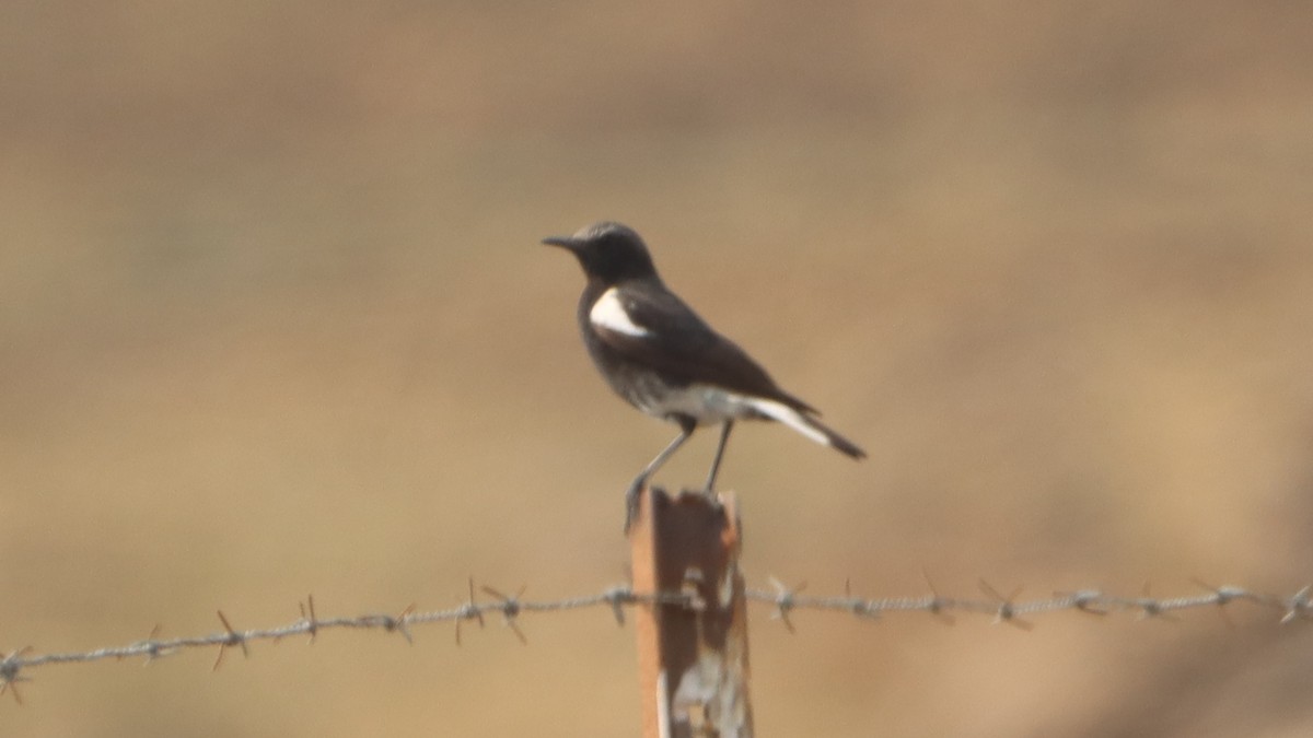 Mountain Wheatear - ML623976205