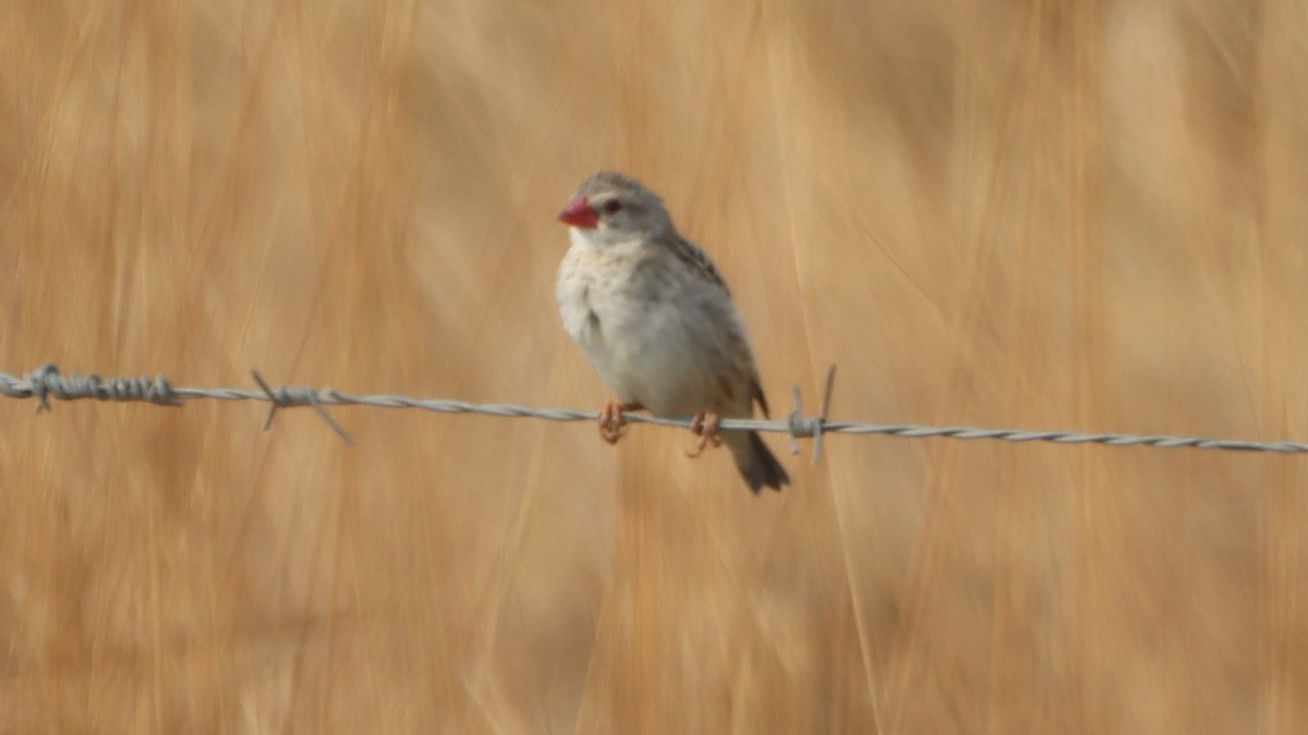 Red-billed Quelea - ML623976206