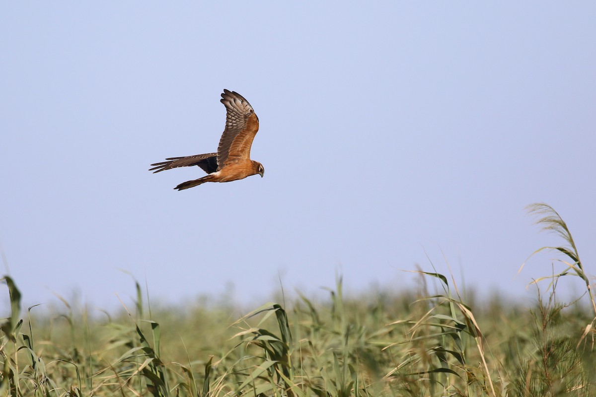 Montagu's Harrier - ML623976207