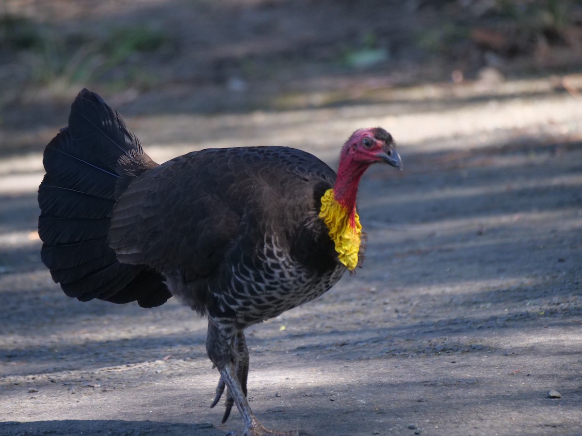 Australian Brushturkey - ML623976208