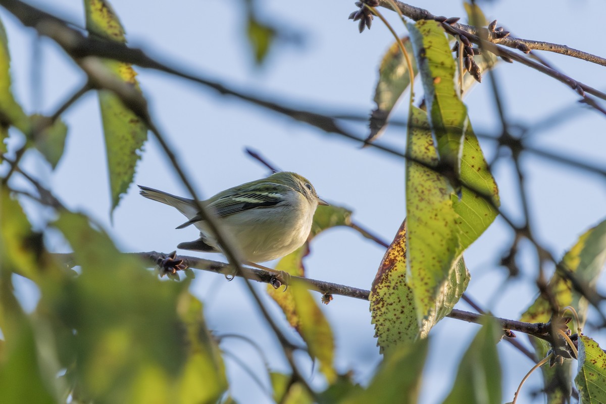 Chestnut-sided Warbler - ML623976209