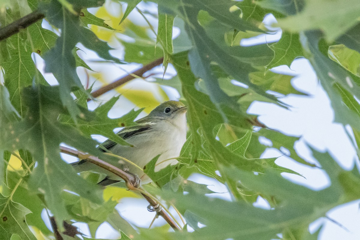 Chestnut-sided Warbler - ML623976210