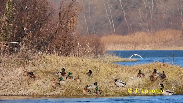 Canard colvert - ML623976211