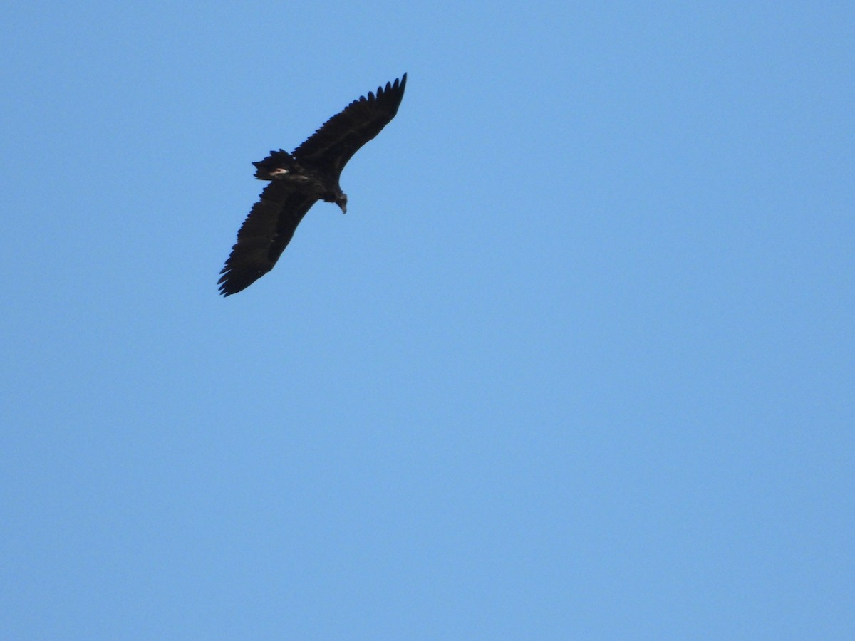 Cinereous Vulture - ML623976212