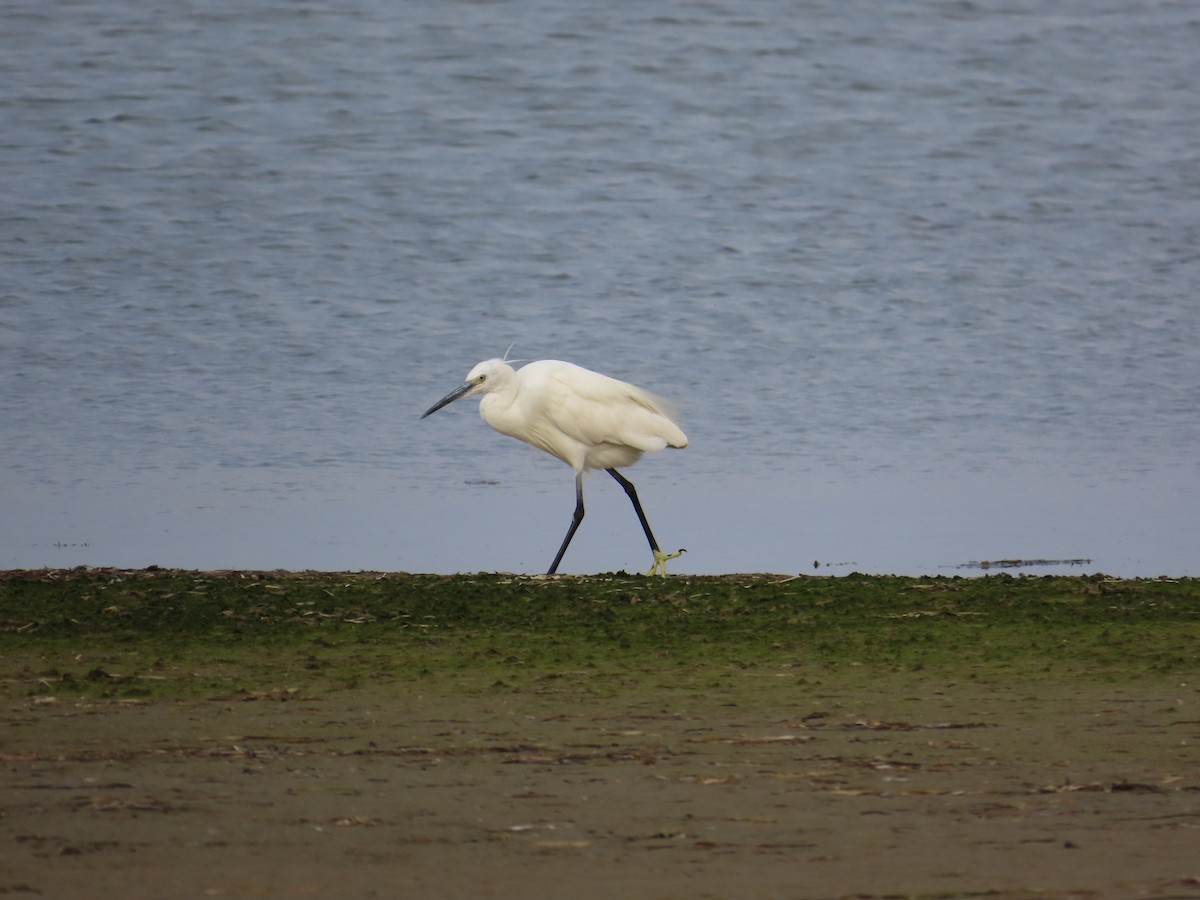 Little Egret - ML623976213