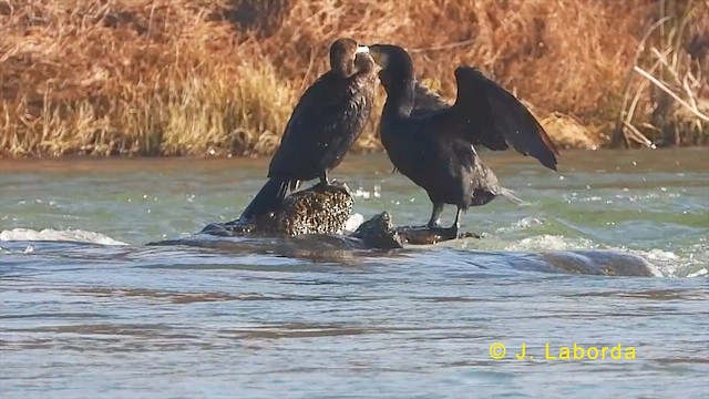 Great Cormorant - ML623976214