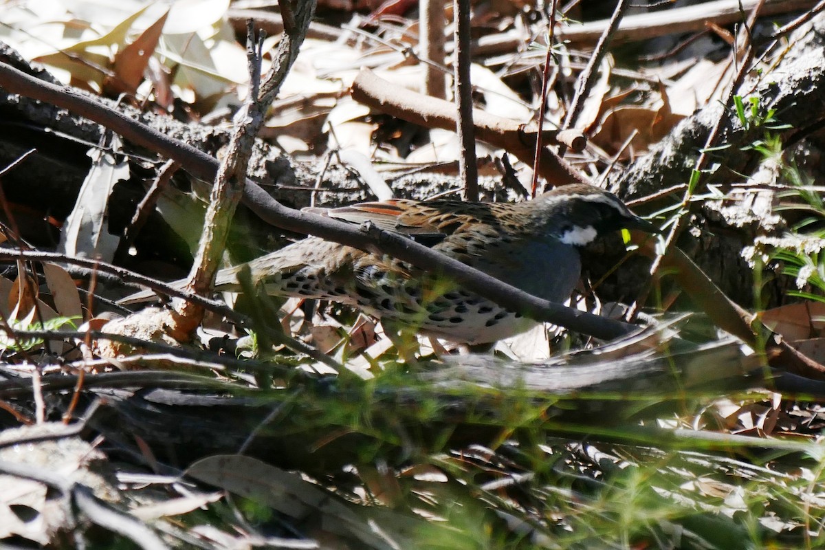 Spotted Quail-thrush - ML623976215