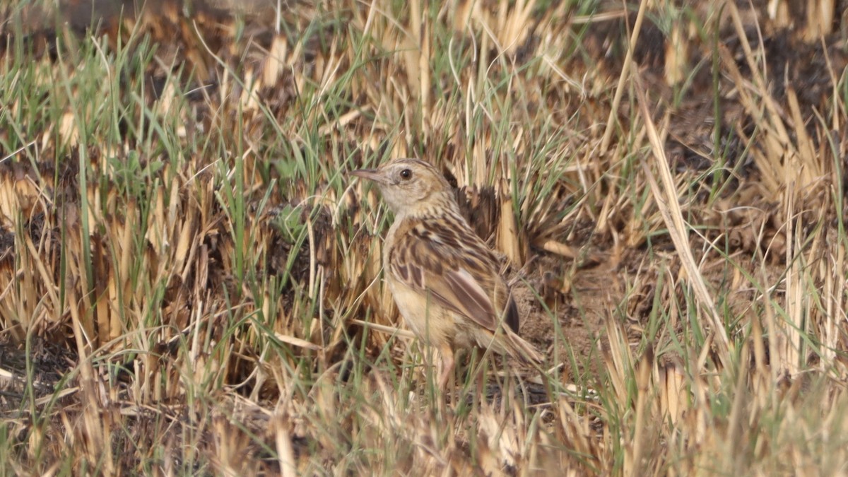 Rudd's Lark - ML623976216