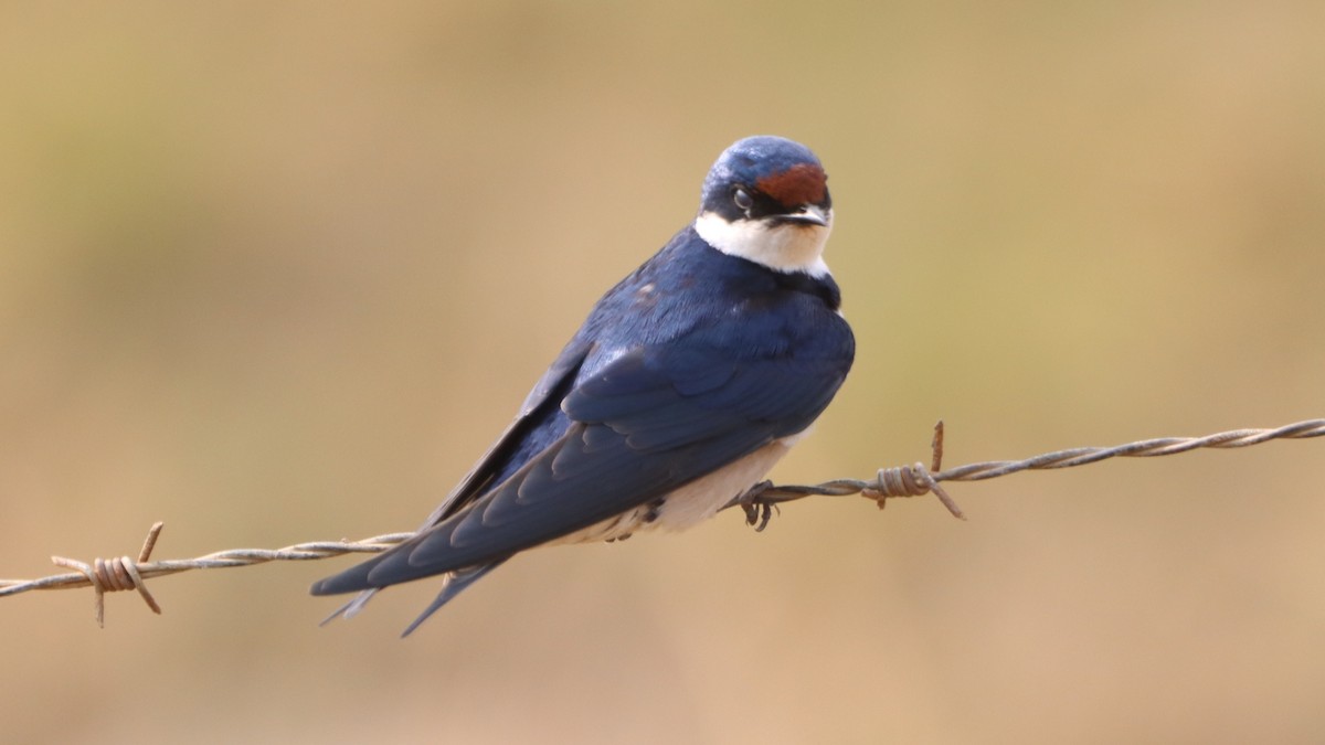 White-throated Swallow - Bez Bezuidenhout