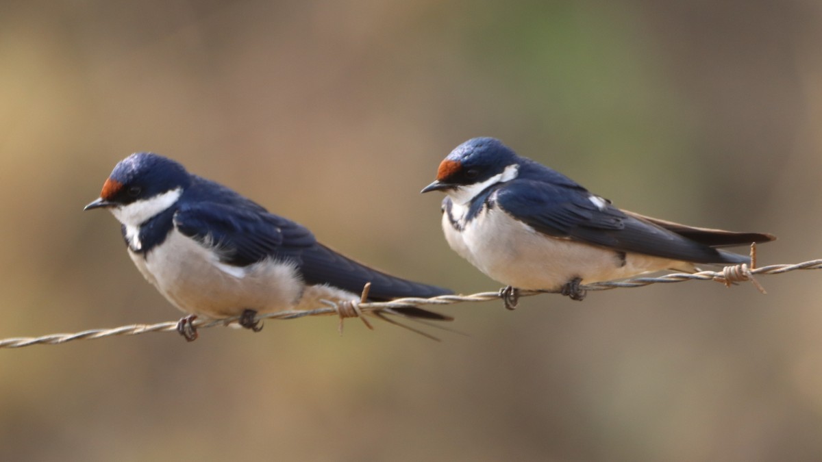 White-throated Swallow - Bez Bezuidenhout