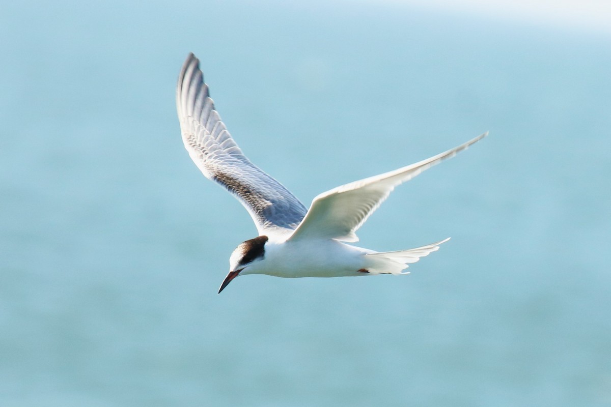 Common Tern - Jan Roedolf