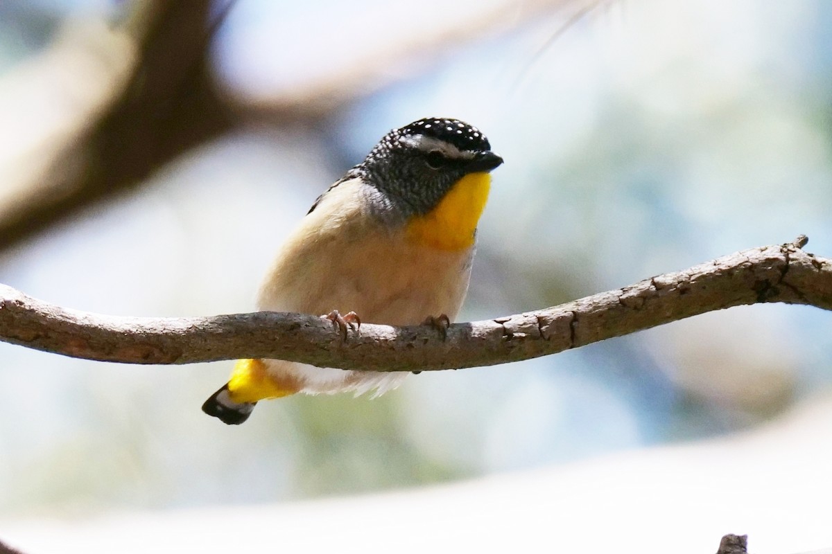 Spotted Pardalote - ML623976223