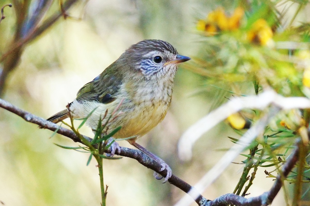 Striated Thornbill - ML623976224