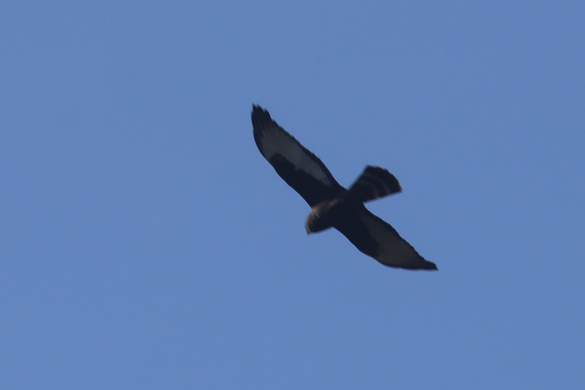 Black Harrier - ML623976225