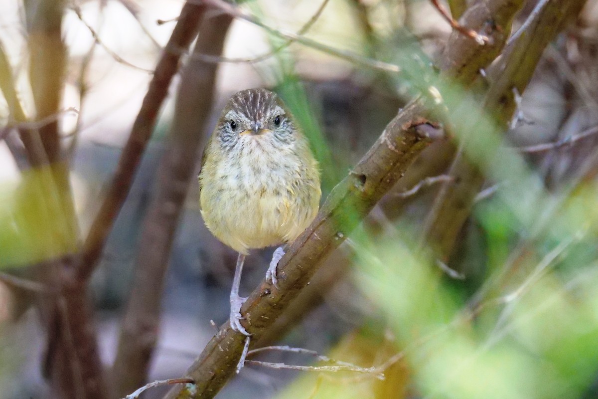 Striated Thornbill - ML623976228