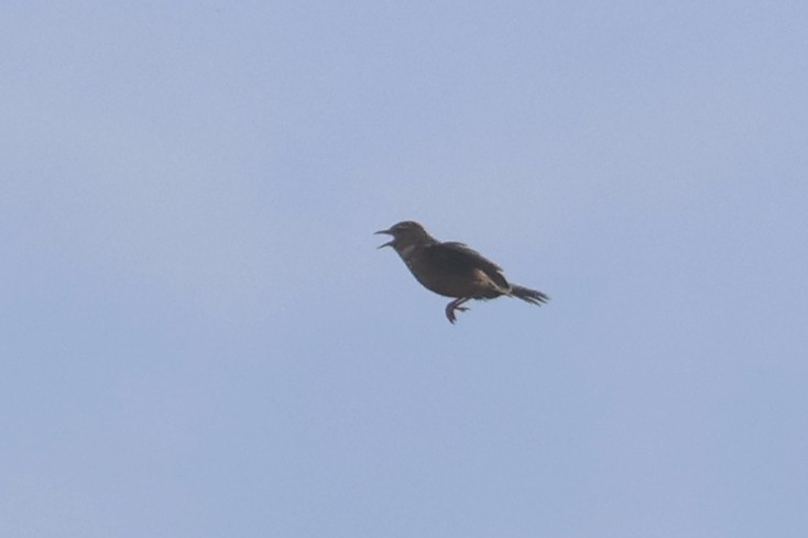 Cape Clapper Lark (Agulhas) - ML623976230