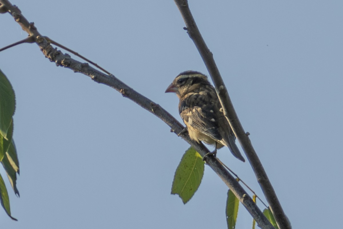 Rose-breasted Grosbeak - ML623976231