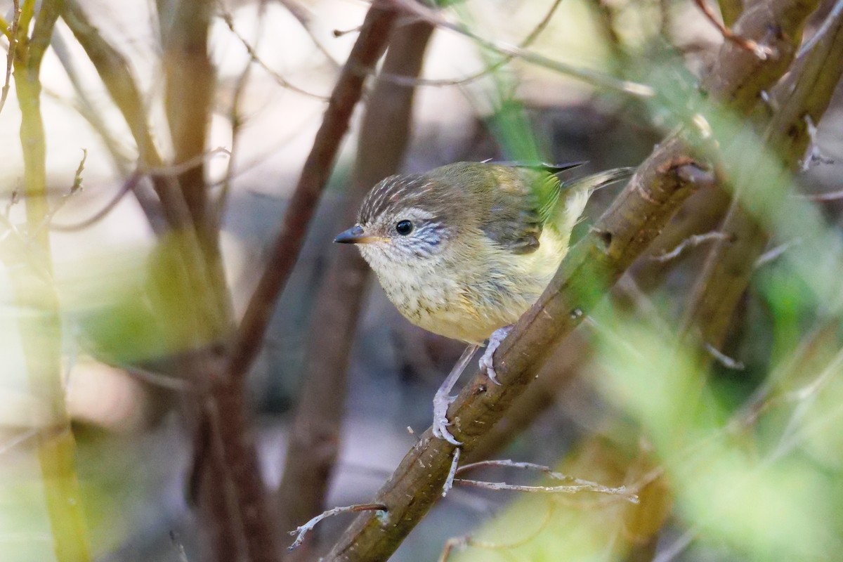 Striated Thornbill - ML623976232