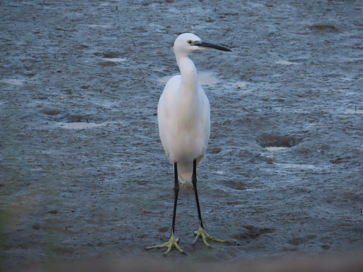 Little Egret - ML623976233