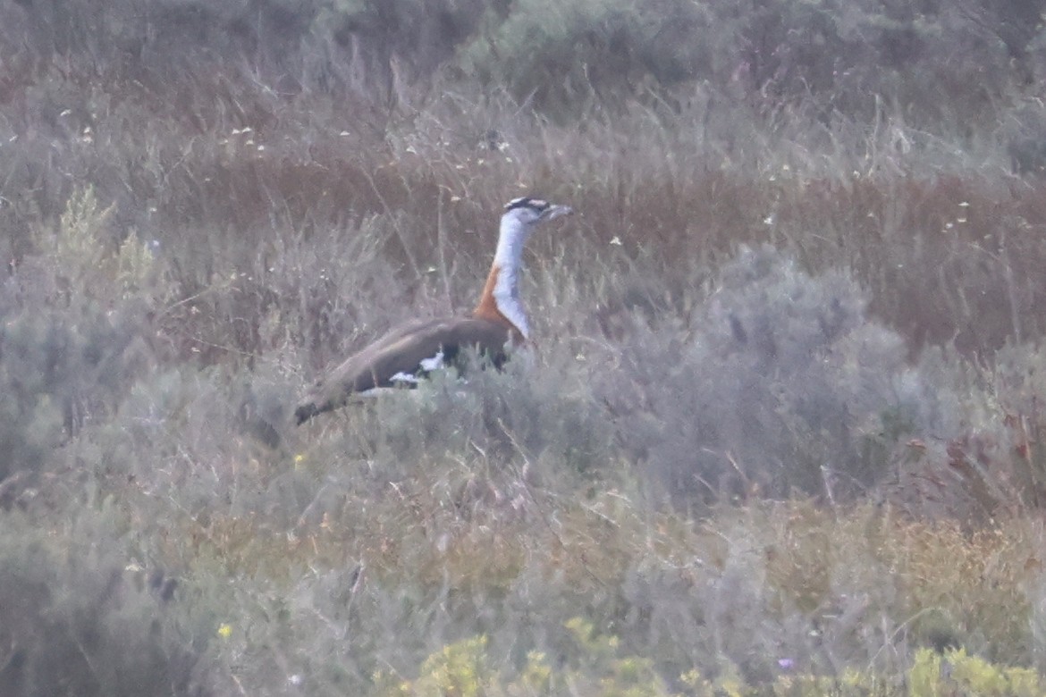 Denham's Bustard (Stanley's) - ML623976234