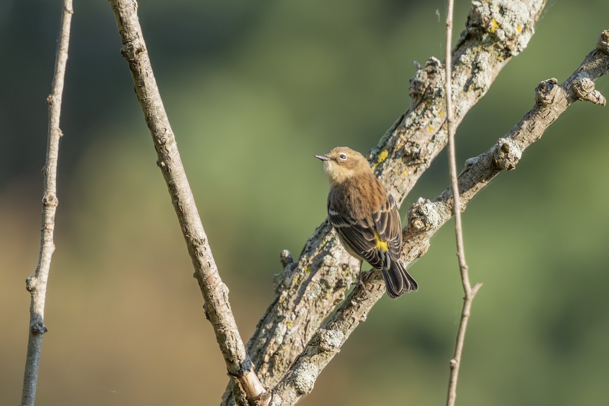 Yellow-rumped Warbler - ML623976236