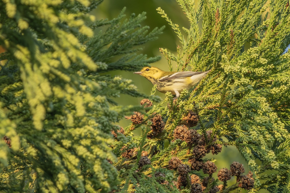 Black-throated Green Warbler - ML623976237