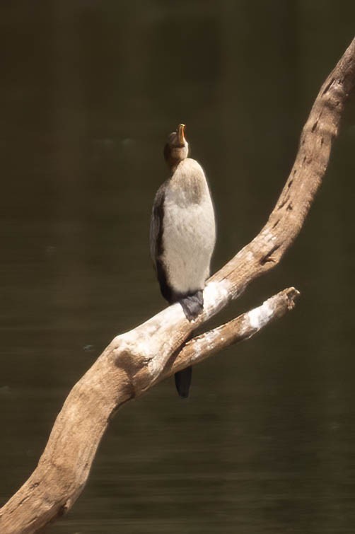 Black-headed Heron - ML623976239