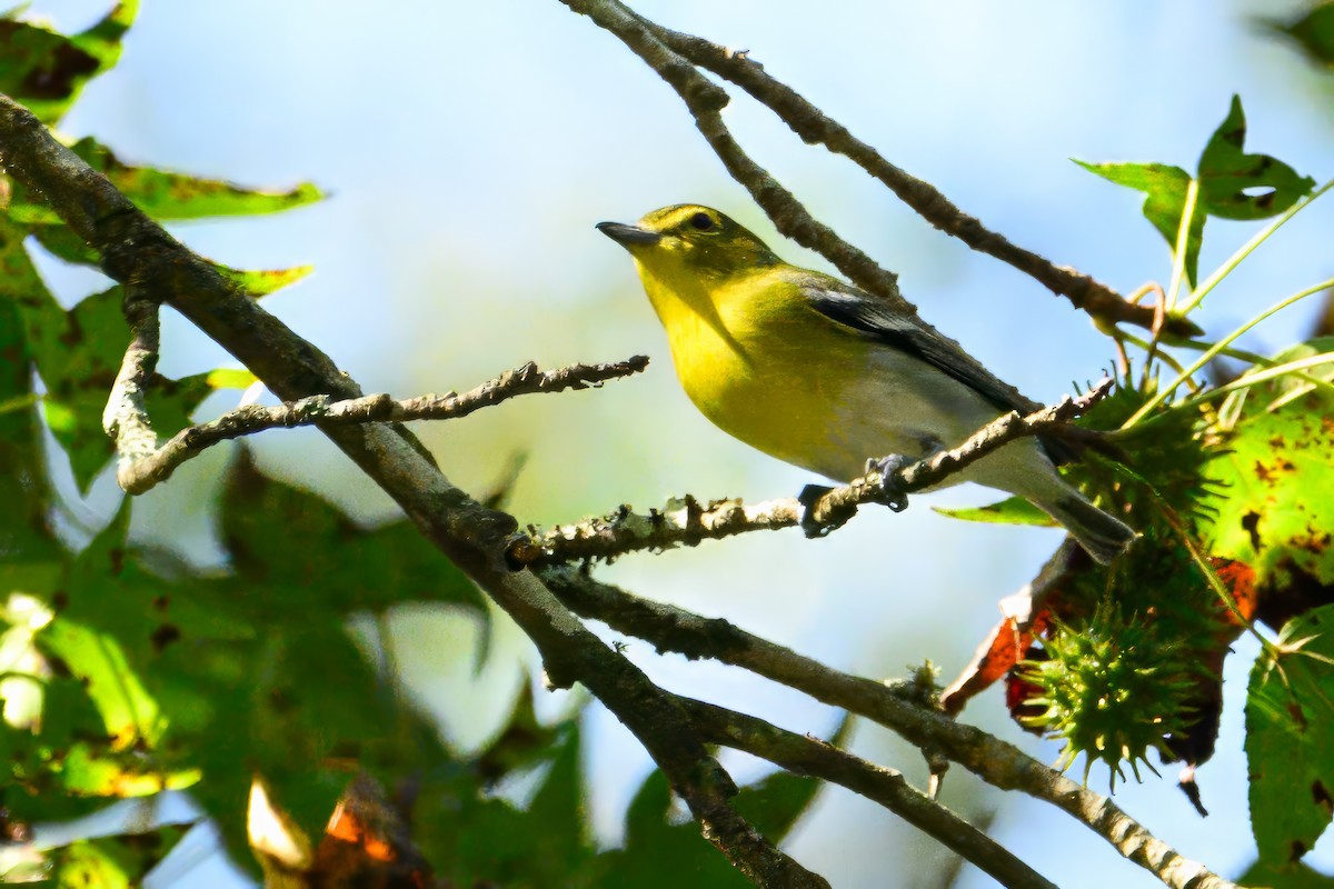 Yellow-throated Vireo - ML623976240