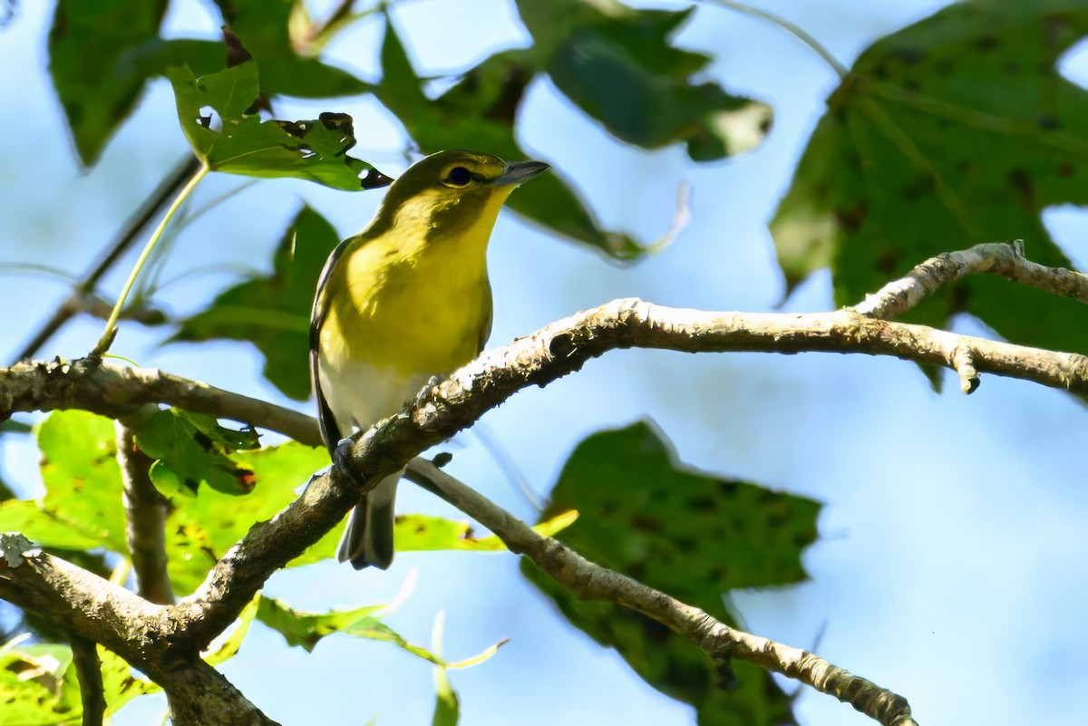 Yellow-throated Vireo - ML623976241