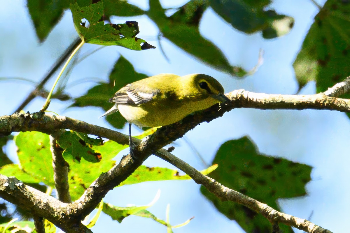 Yellow-throated Vireo - ML623976242