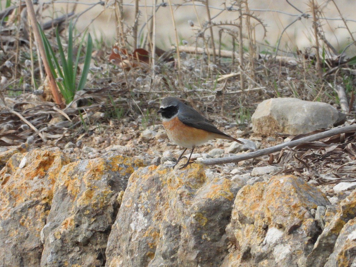 Common Redstart - Pablo García Rivas