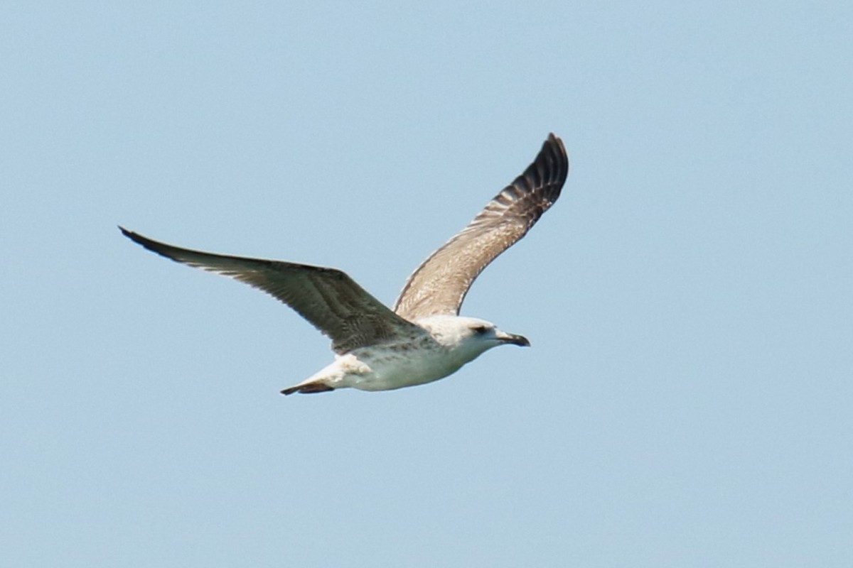 Caspian Gull - ML623976245