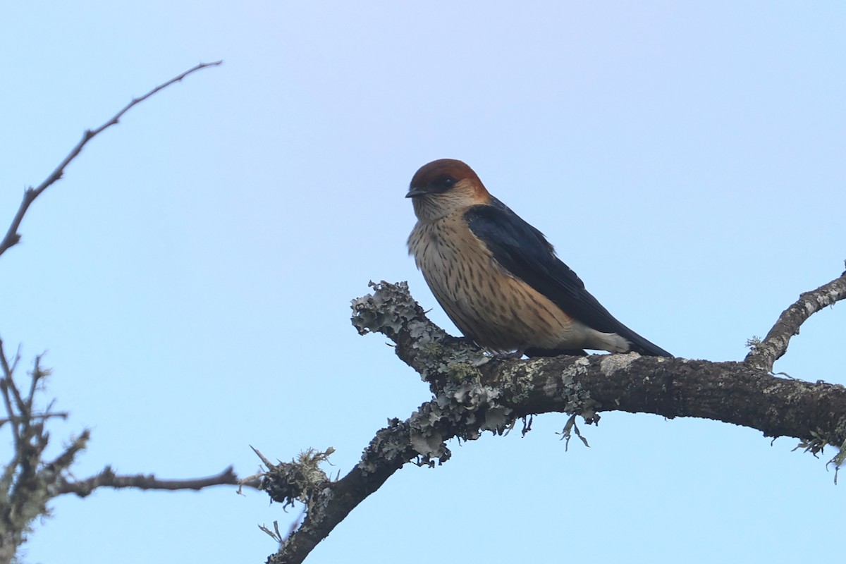 Greater Striped Swallow - ML623976247