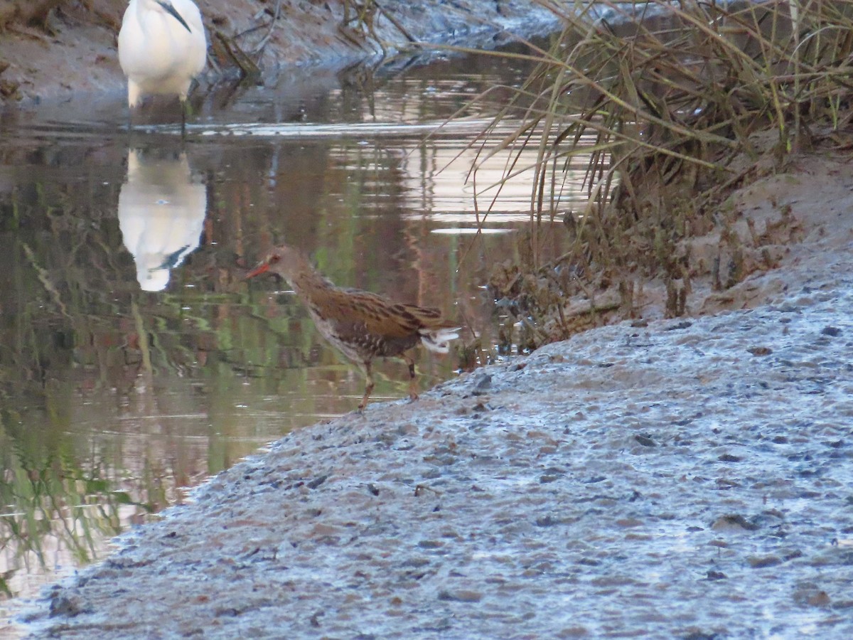 Water Rail - ML623976248