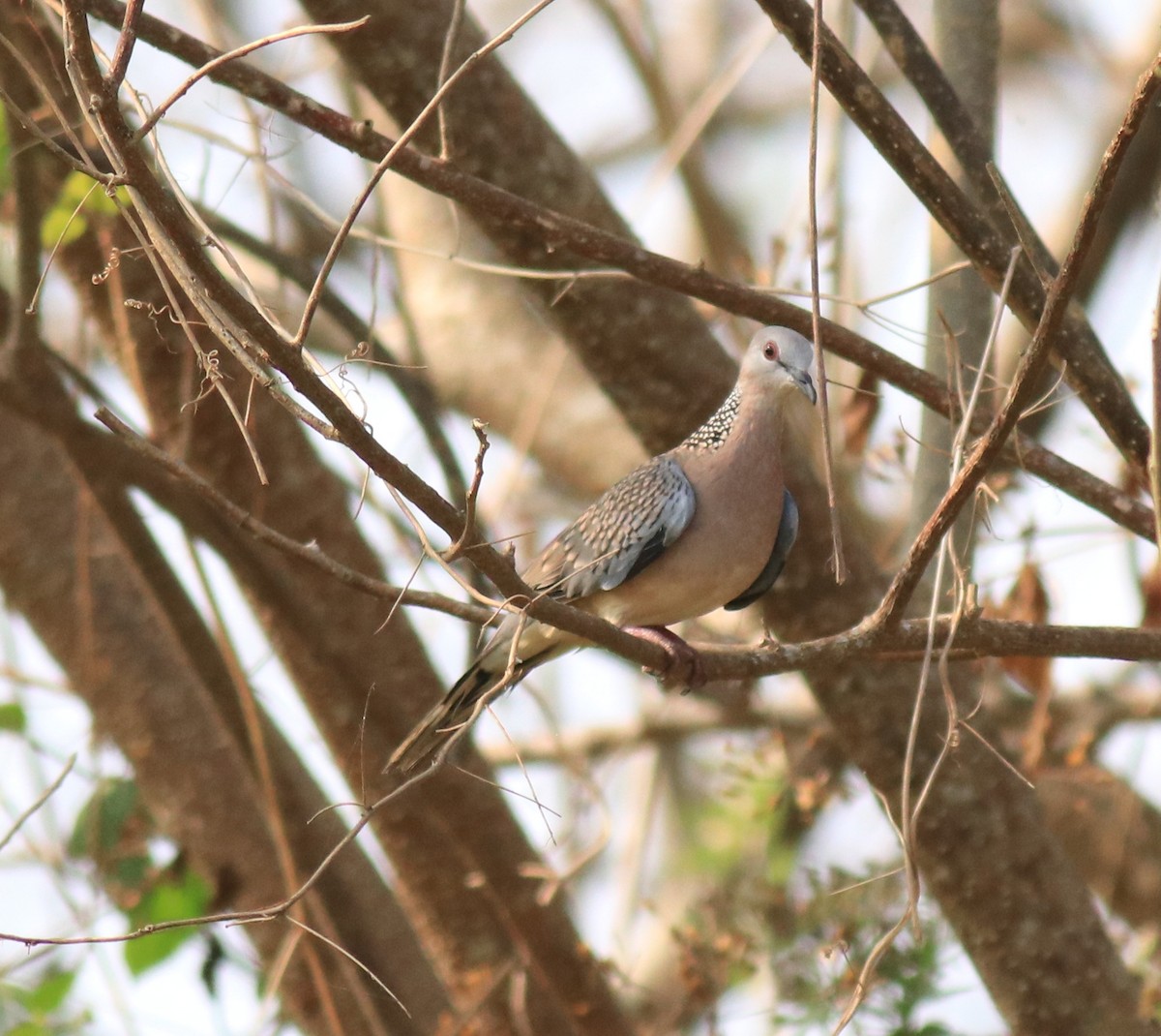 Spotted Dove - ML623976249