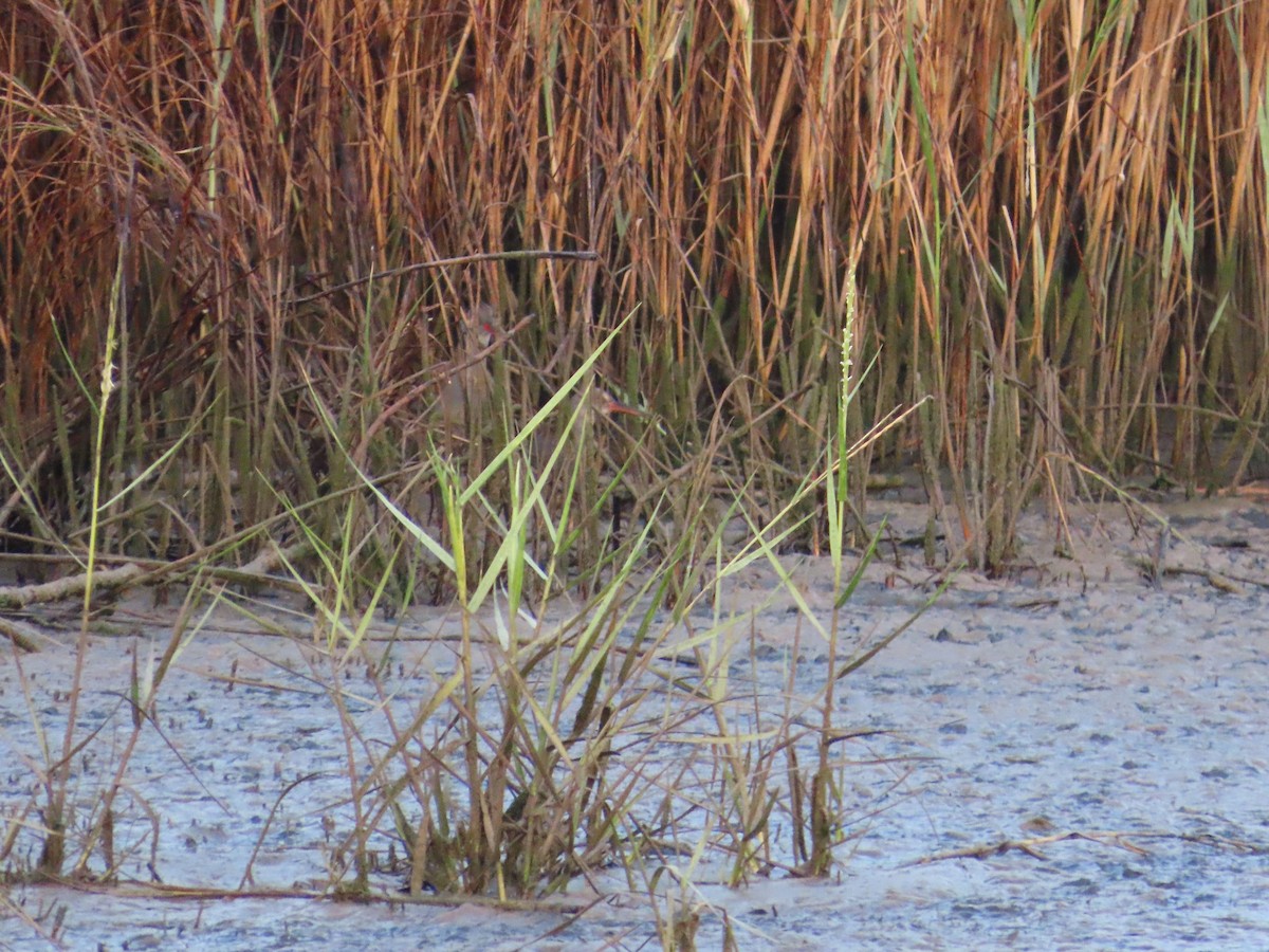 Water Rail - ML623976250