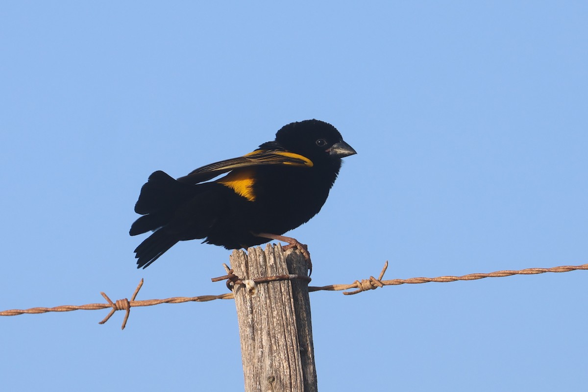 Yellow Bishop (Yellow) - Charley Hesse TROPICAL BIRDING