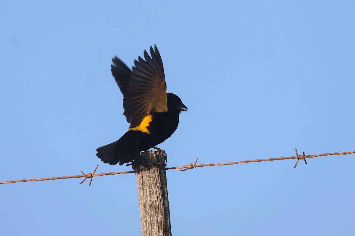 Yellow Bishop (Yellow) - ML623976252