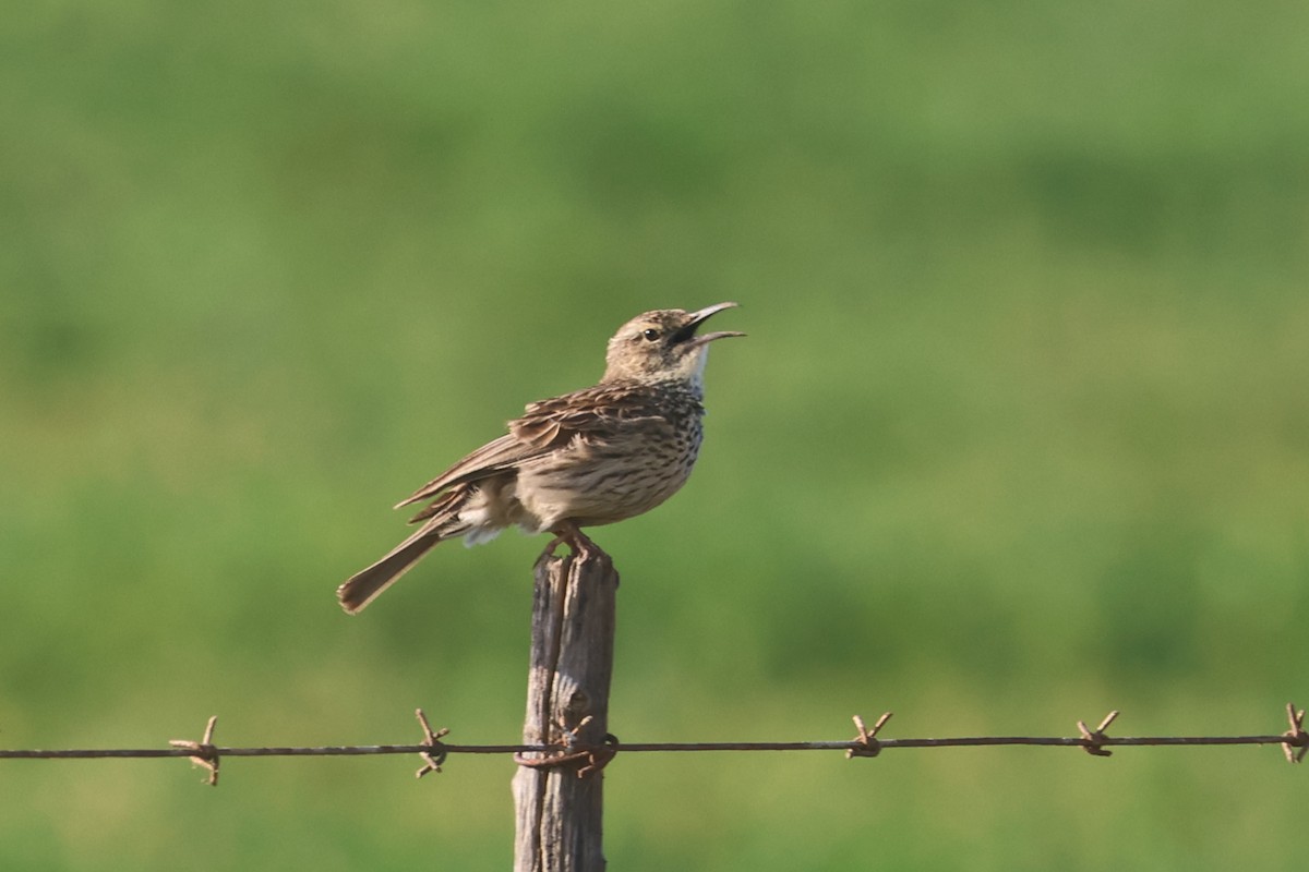 Cape Lark (Agulhas) - ML623976253